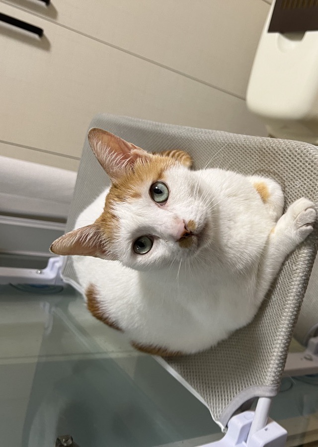 站長的貓 Yuki