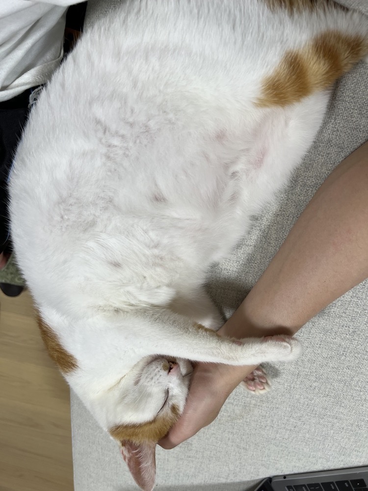 我家的貓 Yuki,10 歲,橘白貓
